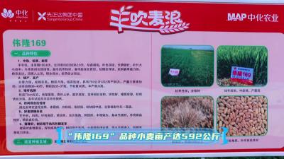 “伟隆169”品种小麦亩产达592公斤