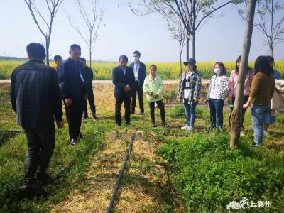 朱集镇人大：开展耕地“两非”整治效果“回头看” 