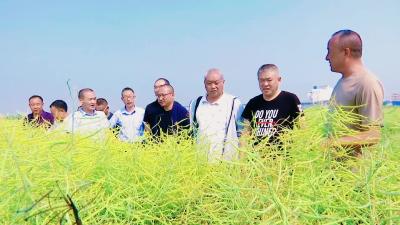 轻简化栽培 襄州油菜繁育前景广阔