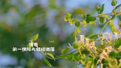 金虎胎含素，黄银瑞出云