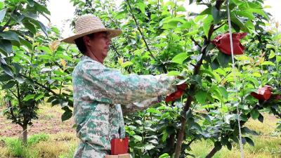 千亩梨树“穿新衣” 精细化管理待丰收