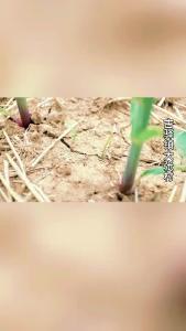 电力驰援解燃眉之急 村组灌溉用电无忧