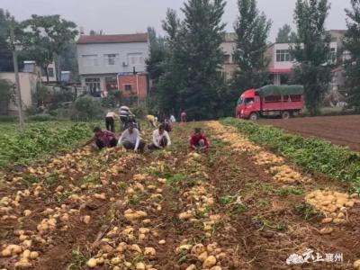 土豆迎丰收 农户添“薯”光