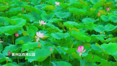 赏荷正当时！襄州这个公园荷花竞相绽放，快去打卡