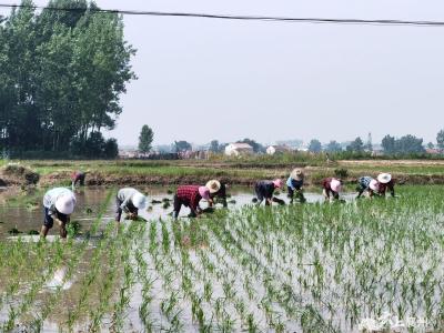 黄龙镇：多举措确保夏种种满种足