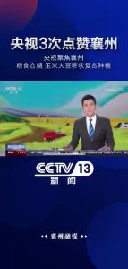 【央视3次点赞襄州】央视聚焦襄州粮食仓储、玉米大豆带状复合种植