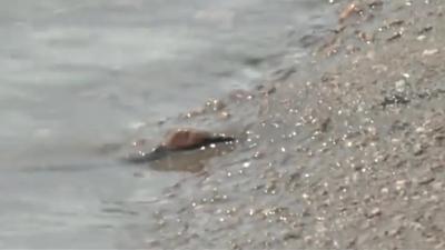 防溺水安全知识教育宣教片—生命脆弱 善水无情（上）