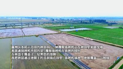 水稻“敷面膜” 巧施“膜”法助增产