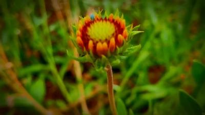 探秘天人菊：从花蕾到绚丽绽放的球球之美