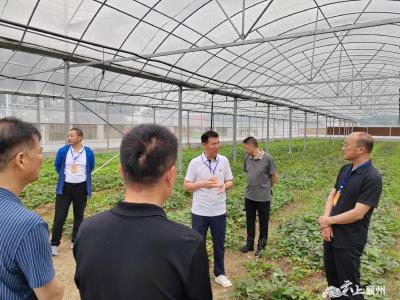 襄州区人大调研峪山镇农业社会化服务，引导新质生产力