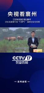 【央视看襄州】湖北襄州 洪水来袭黄牛发“牛脾气” 麻醉后安全转移