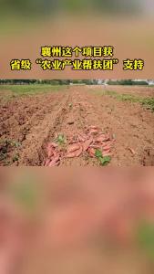 襄州这个项目获省级“农业产业帮扶团”支持
