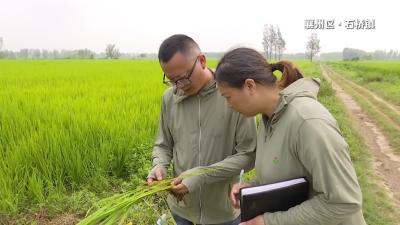 襄州：“技术下田”助力水稻稳产增收