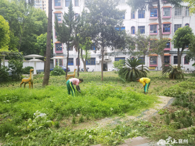 张湾街道办事处：清除杂草  美化家园
