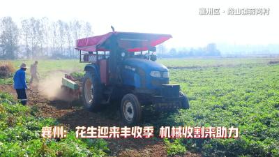 襄州：花生迎来丰收季 机械收割来助力