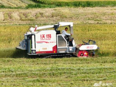 稻谷黄 收割忙