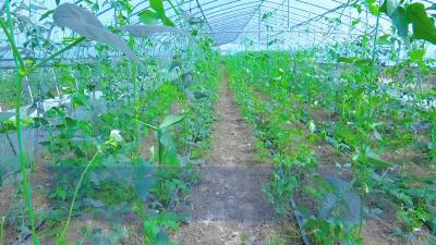 【蹲点乡村采访行】雷庄村：大力发展大球盖菇种植 助力农民增收致富