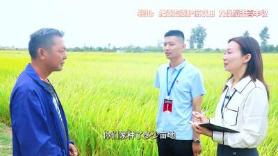 襄州：纪委监委护航农田 力促稻谷喜丰收