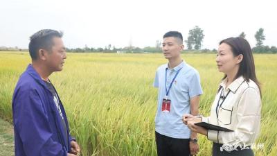 纪委监委护航农田 力促稻谷喜丰收