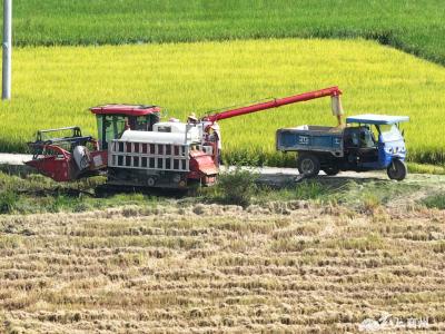 黄龙镇：机声隆隆抢收忙 颗粒归仓乐丰收