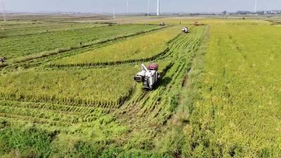 襄阳郭氏粮油科技有限公司种植的3000亩晚稻收割