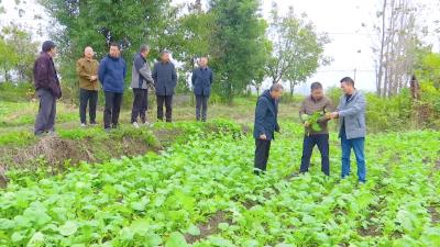 强化苗期促弱控旺措施，确保小麦、油菜安全越冬