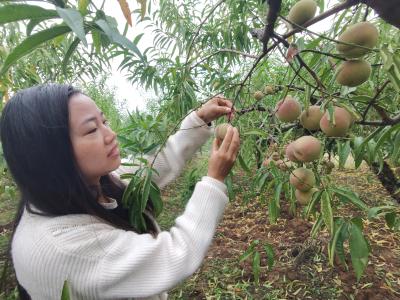 黄龙镇：特色产业集约化 增收路上结硕果