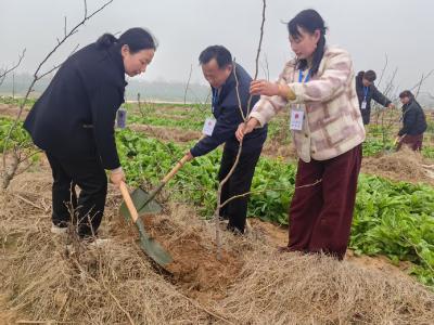 朱集镇人大：补种水毁梨树 共建“代表林”促振兴