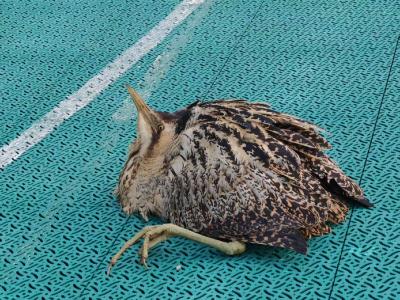 黄龙镇：大麻鳽意外受伤 干群联手救治