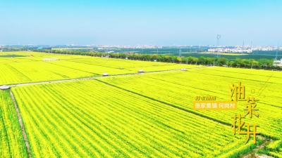 比阳光更灿烂的是这片油菜花海！快来打卡吧！