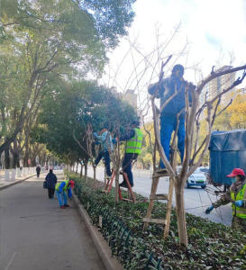老旧片区绿化“升级” 让居民生活更舒心
