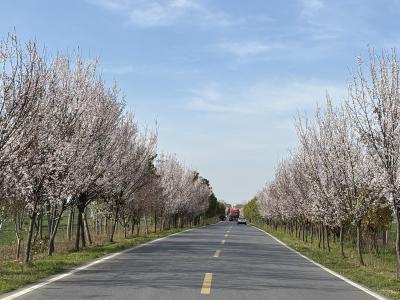 畅行无忧！我区公路部门全力服务春季“赏花游”