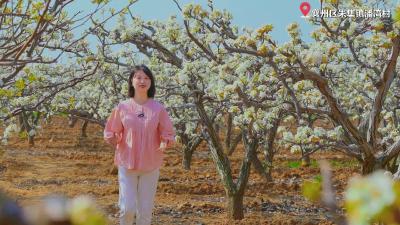 悦见春日  遇见“梨想”之境
