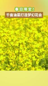 春日限定！千亩油菜打造梦幻花会