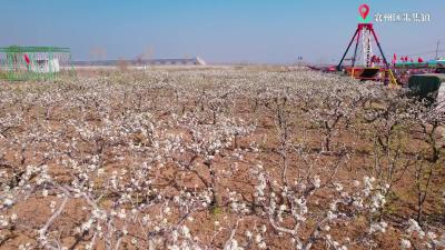 2025襄阳 朱集梨花生态旅游周拉开帷幕