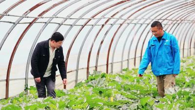 大棚蔬菜产业成为村民致富的“金钥匙”