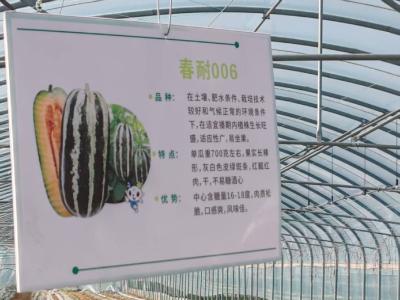 双沟镇人大聚焦梁咀村发展  助力乡村振兴