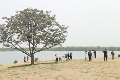 “孤独的一棵树”吸引剧组取景拍摄