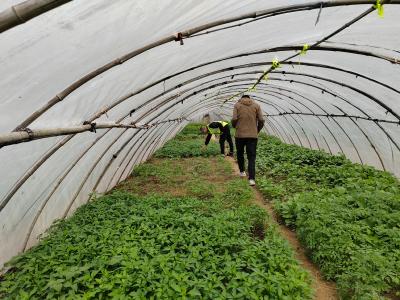 张家集镇：开展禁种铲毒踏查行动 守护无毒净土