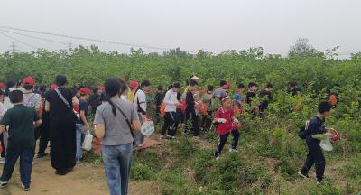 小记者“趣”摘桑葚 科技引领农业探索之旅