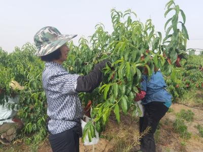 黄龙镇：鲜桃穿上“防护衣”  防病防虫又增收