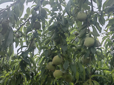 张家集镇：桃园套袋忙 结果正当时