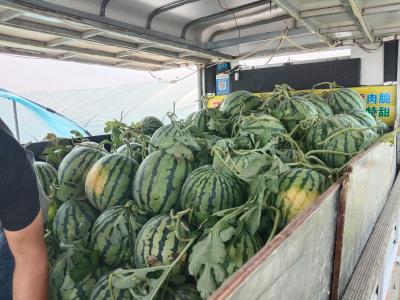古驿镇麒麟西瓜：甜了舌尖 富了乡村