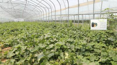 日供蔬菜5万斤 年销售额破3000万元