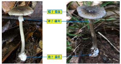 小心！一口野蘑菇，可能让你住进ICU