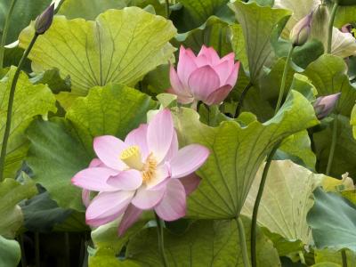 襄州西湾公园：满塘荷花开 夏意扑面来