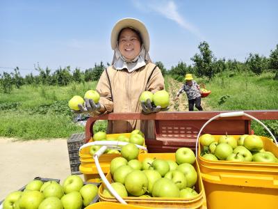 盛夏必吃！朱集镇下湾村翠梨丰收