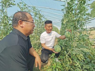 黄龙镇：村民7亩西瓜丰收 凝聚代表一片情