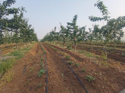 黄龙镇：立体种植模式多 群众增收有门道