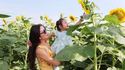 伙牌向日葵进入“颜值巅峰”   拍照、赏花，安排！